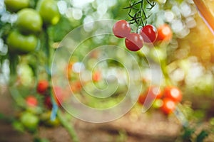 Organic red ripe tomatoes grown in a greenhouse