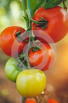 Organic red ripe tomatoes grown in a greenhouse