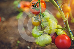 Organic red ripe tomatoes grown in a greenhouse