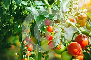 Organic red ripe tomatoes grown in a greenhouse