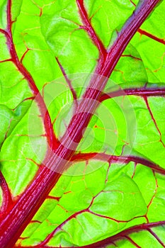 Organic Red Swiss Chard Leaf Detail