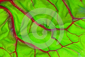 Organic Red Swiss Chard Leaf Detail