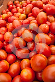 Organic red tomatoes