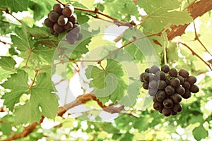 Organic red wine grapes bunch on green leaves vine growing in vi