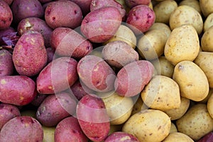 Organic Red and Yellow Potatoes