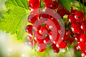 Organic Redcurrant Growing