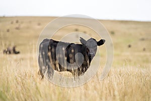 organic, regenerative, sustainable agriculture farm producing stud wagyu beef cows. cattle grazing in a paddock. cow in a field on