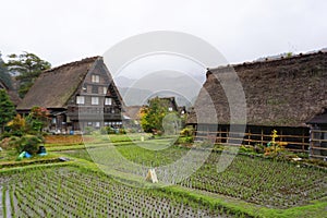 Organic rice feild in the village area