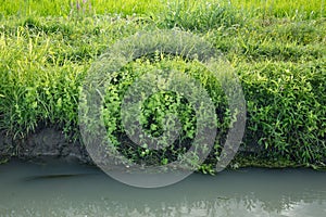 Organic rice field border, various herbs, wild mint