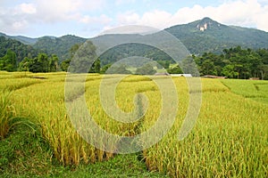 Organic rice field in Thailand