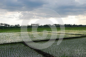 Organic rice fields