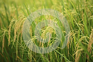 Organic Rice Paddy Field