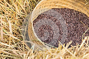 Organic riceberry rice in bamboo weave basket