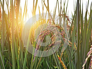 Organic riceberry rice on fields