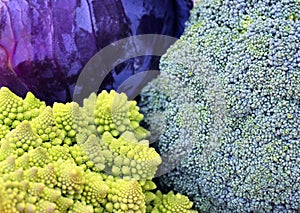 Organic ripe Broccoli,Roman cauliflower and Scotch kale or red cabbage as a background.