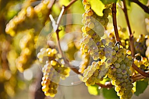 Organic Ripe Chardonnay Grapes Okanagan Valley Vineyard