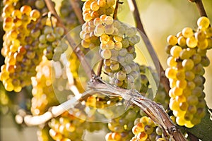 Organic Ripe Chardonnay Grapes Okanagan Valley Vineyard