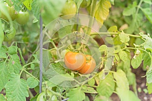 Organic ripe cocktail tomatoes growing on tree at backyard garden