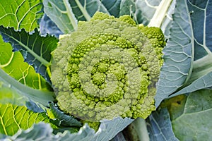 Organic ripe green Romanesco broccoli or Roman cauliflower, Broccolo Romanesco, Romanesque cauliflower, new harvest