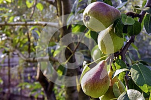 Organic ripe Pear in garden. Juicy flavorful pears of nature blurred background. Pears hanging on branch tree.