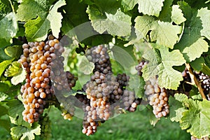 Organic Ripe Pinot Gris Grapes Okanagan Valley Vineyard