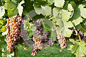 Organic Ripe Pinot Gris Grapes Okanagan Valley Vineyard