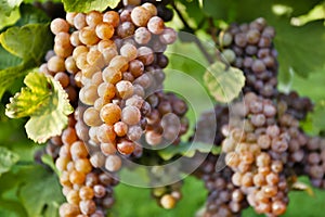 Organic Ripe Pinot Gris Grapes Okanagan Valley Vineyard