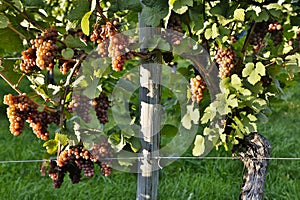 Organic Ripe Pinot Gris Grapes Okanagan Valley Vineyard