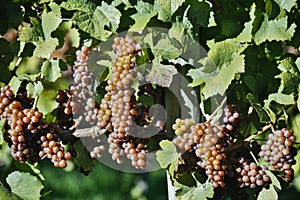 Organic Ripe Pinot Gris Grapes Okanagan Valley Vineyard