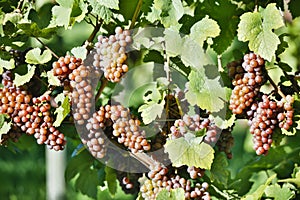 Organic Ripe Pinot Gris Grapes Okanagan Valley Vineyard