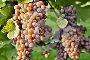 Organic Ripe Pinot Gris Grapes Okanagan Valley Vineyard photo