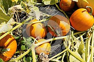 Organic ripe pumpkins growing in a farm field