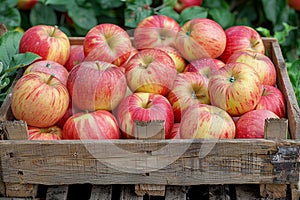 Organic ripe red apples in wooden box, fresh healthy farm harvest photography for sale