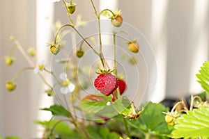 Organic ripe red berries and flowers of wild alpine strawberry plant growing in a pot in the urban garden on a sunny summer day