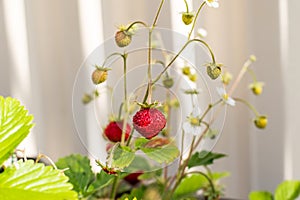 Organic ripe red berries and flowers of wild alpine strawberry plant growing in a pot in the urban garden on a sunny summer day