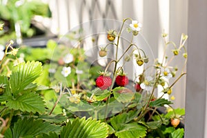 Organic ripe red berries and flowers of wild alpine strawberry plant growing in a pot in the urban garden on a sunny summer day