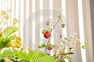 Organic ripe red berries and flowers of wild alpine strawberry plant growing in a pot in the urban garden on a sunny summer day