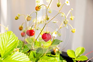 Organic ripe red berries and flowers of wild alpine strawberry plant growing in a pot in the urban garden on a sunny summer day