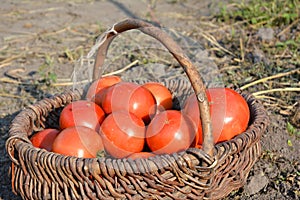 Organic ripe red tomatoes in the basket