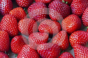 Organic Ripe strawberries with intense red color punctuated by yellow seeds