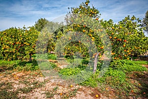 Organic ripe tangerine orange fruits on tree in the garden