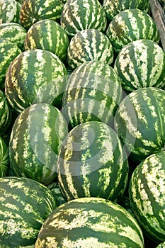 Organic Ripe Watermelon Heap