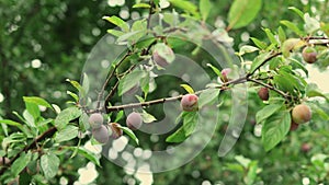 organic ripening juicy red purple cherry-plum or myrobalan plum fruits hanging on a brunch