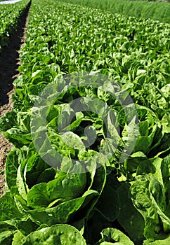 Organic Romaine Lettuce photo