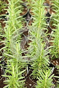 Organic Rosemary Plants