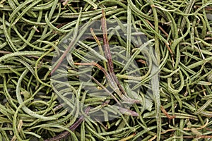 Organic rosemary (Rosmarinus officinalis) leaves.