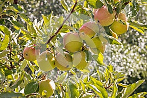 Organic royal gala apples with raindrops on apple tree