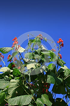 Organic Runner Beans