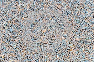 Organic rye grain seeds as background. Top view.