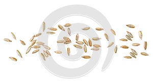 Organic rye grains isolated on white background, top view. Healthy grains and cereals. Raw rye grains